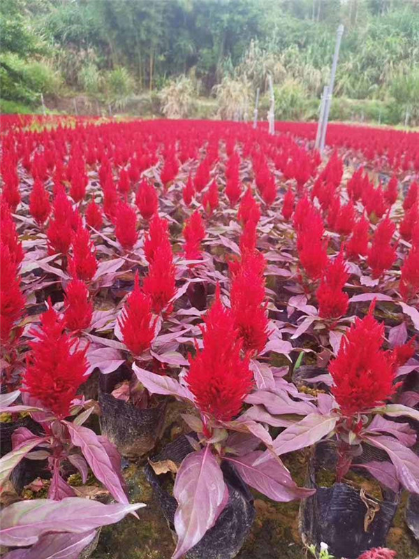 鳳尾雞冠花圖片