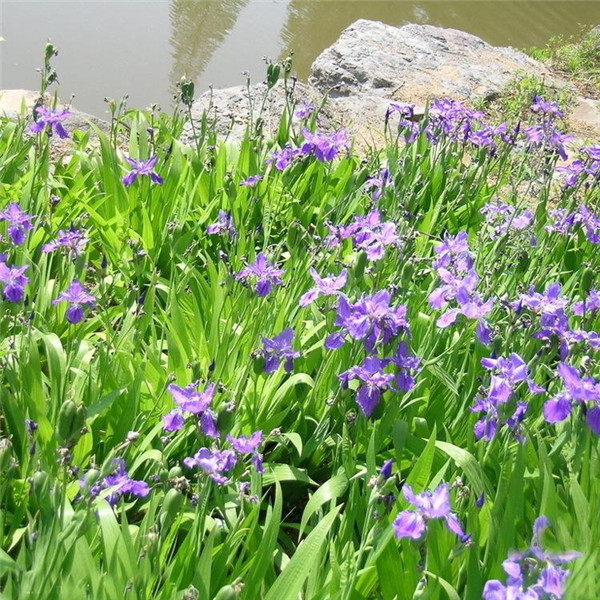 藍花鳶尾圖片