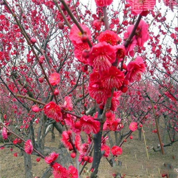 骨里紅梅花圖片