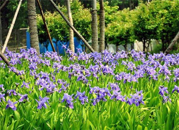 德國鳶尾基地實拍圖片