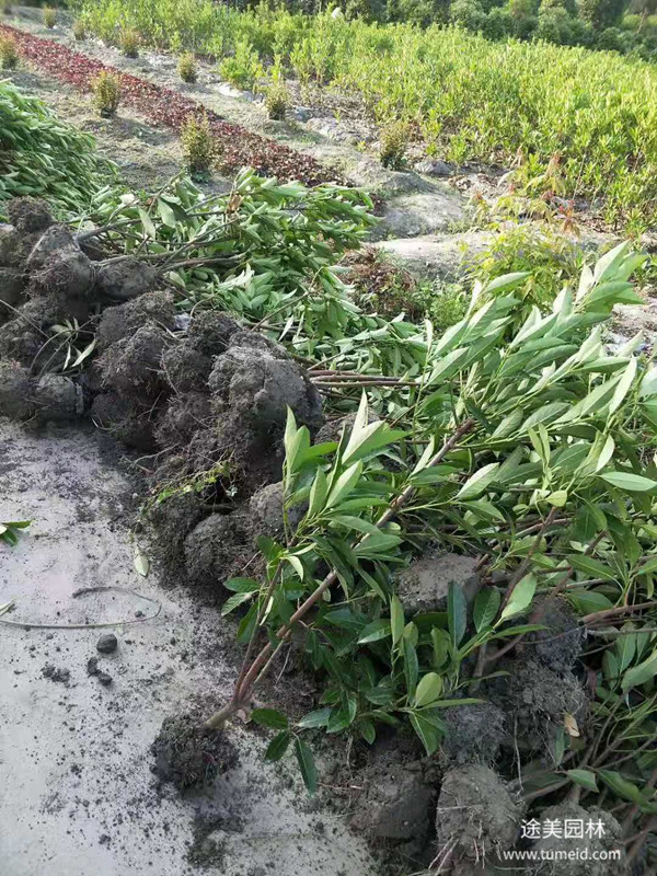 法國冬青和龜甲冬青有什么不同