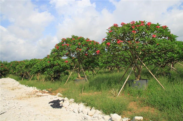 雞蛋花苗木基地實拍圖