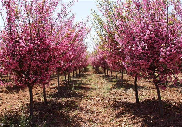 垂絲海棠開花圖片