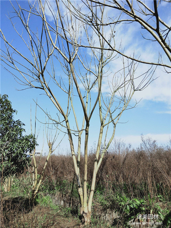 湖北藍花楹基地