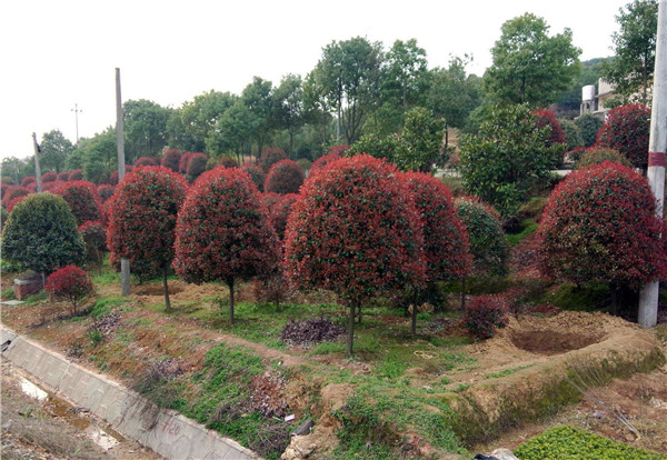 高桿紅葉石楠