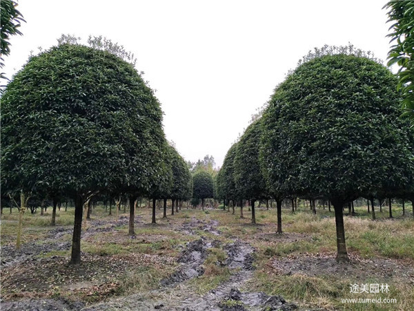 15公分桂花樹圖片