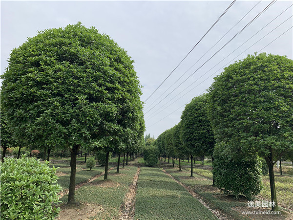 成都桂花樹基地實拍圖片