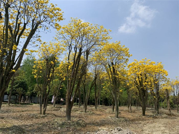 黃花風鈴木基地實拍圖片