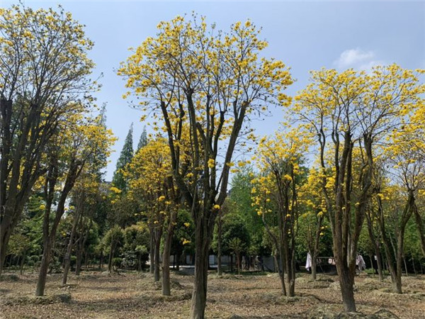 黃花風鈴木基地實拍圖片