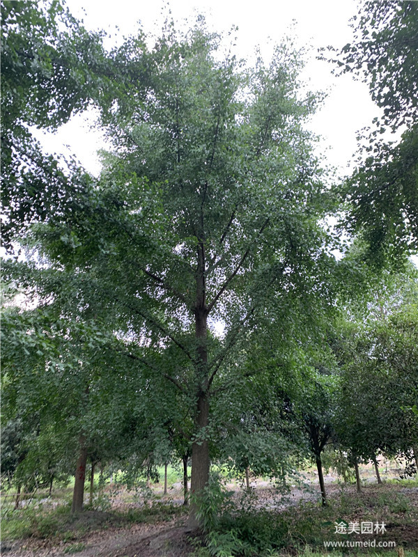 銀杏樹基地實(shí)拍