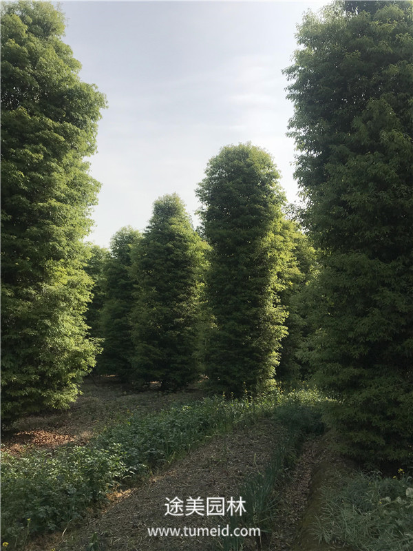 成都溫江楨楠基地大量批發中