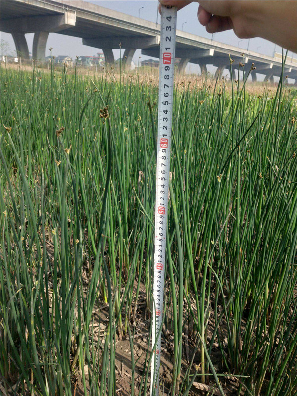 水蔥水生植物基地實拍圖