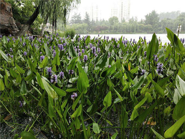 梭魚草水生植物實(shí)拍