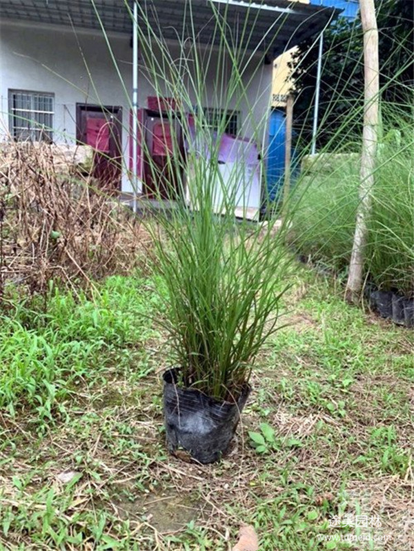 成都細葉芒基地實拍圖